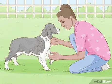 Image titled Identify an English Springer Spaniel Step 11