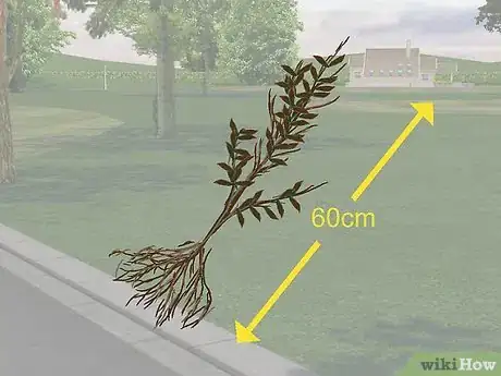 Image titled Plant a Beech Hedge Step 6