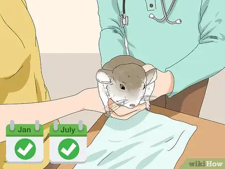 Image titled Prevent and Treat Overgrown Teeth in Chinchillas Step 9