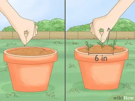 Image titled Grow Oriental Poppies Step 7