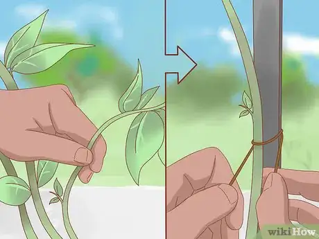 Image titled Prune Jasmine Step 6