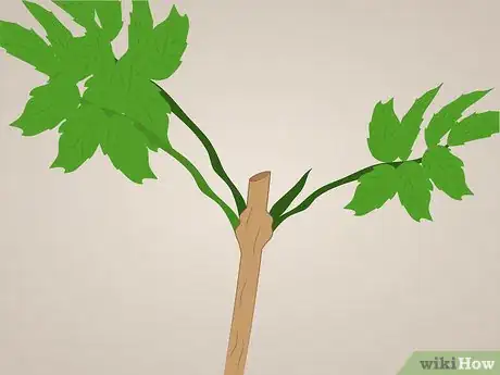 Image titled Prune Tecoma stans Step 3