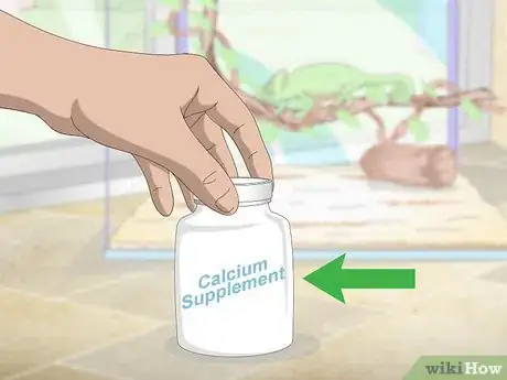 Image titled Prevent MBD in Chameleons Step 1