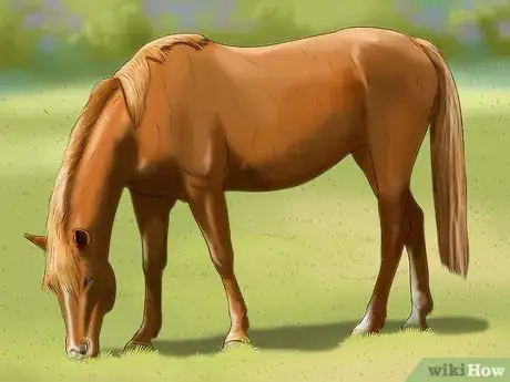 Image titled Stop Your Horse from Chewing Things Step 2
