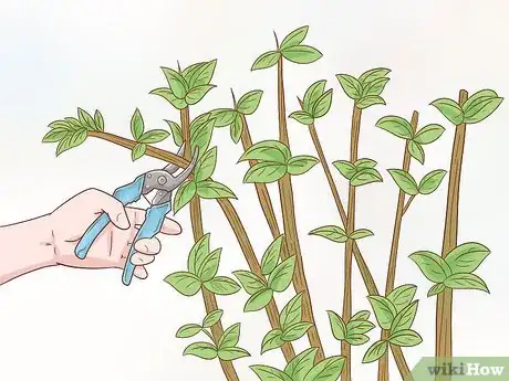 Image titled Prune Pomegranate Trees Step 13