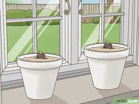 Image titled Plant Amaryllis Step 4