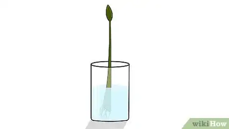 Image titled Grow a Ficus Benjamina Step 7