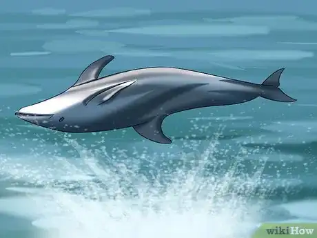 Image titled Identify a New Zealand Dolphin Step 12