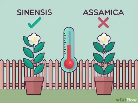 Image titled Grow Tea Step 1