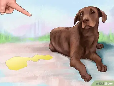 Image titled Deal with House Soiling in Older Dogs Step 10