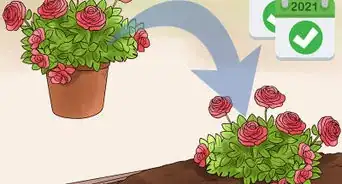Grow Roses in Containers