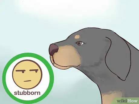 Image titled Identify a Black and Tan Coonhound Step 8