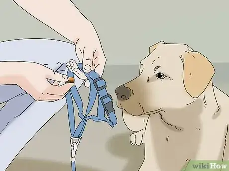 Image titled Walk a Dog on a Leash Step 7