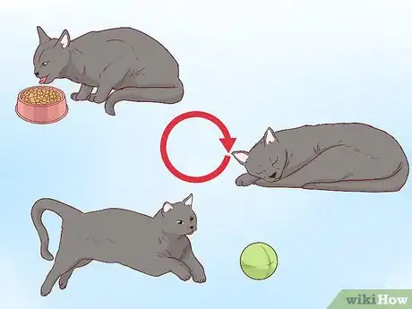 Image titled Take Care of a Chartreux Cat Step 15