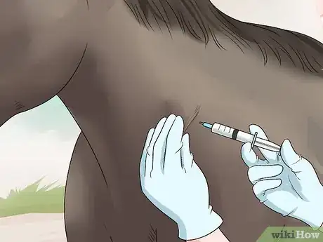 Image titled Care for a Gaited Horse Step 7