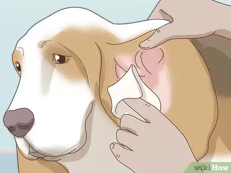 Image titled Care for Basset Hounds Step 11