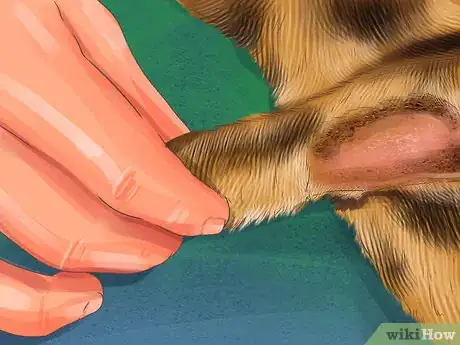 Image titled Help Your Cat Age Well Step 4