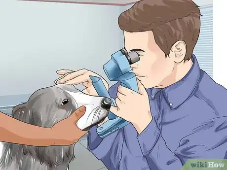 Image titled Diagnose Canine Eye Infections Step 5