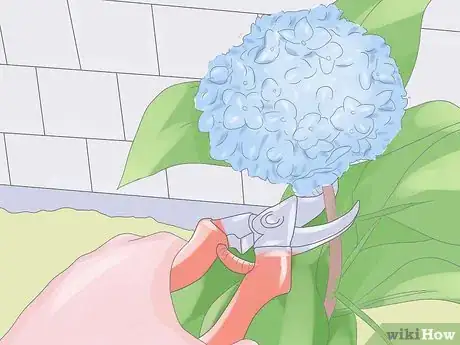 Image titled Grow Hydrangeas Step 8