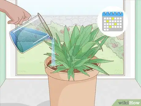 Image titled Grow Agave Plants Step 12