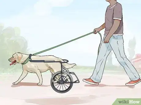 Image titled Greatly Improve the Life of a Dog with Arthritis Step 12