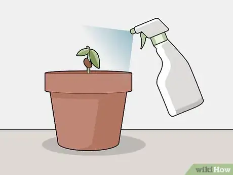 Image titled Grow Chocolate Indoors Step 12