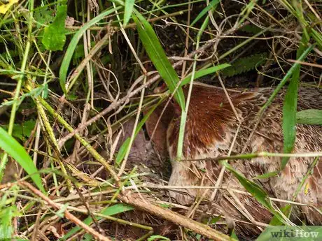 Image titled Choose Eggs Step 15