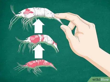 Image titled Keep Crystal Red Shrimp Step 7