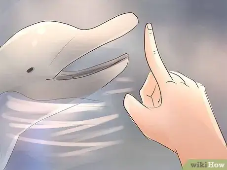 Image titled Become a Dolphin Trainer Step 13