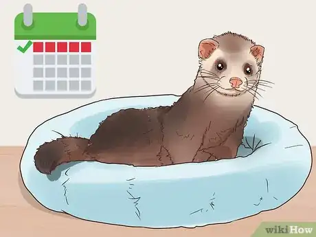 Image titled Get Your Ferret Spayed or Neutered Step 12
