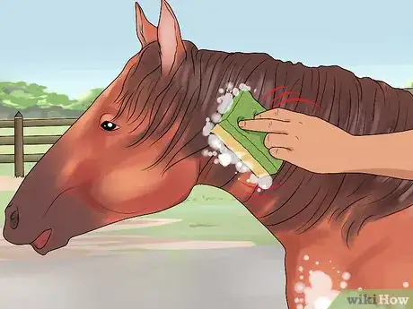 Image titled Groom a Miniature Horse for Show Step 5