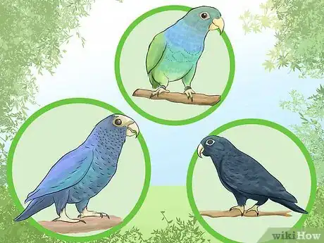 Image titled Know if a Pionus Parrot Is Right for You Step 11