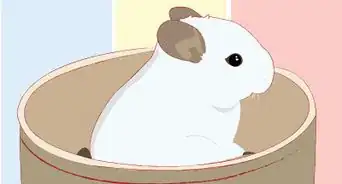 Entertain Your Chinchilla