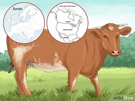 Image titled Identify Maine Anjou Cattle Step 9