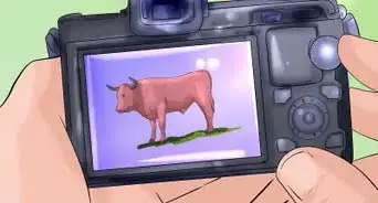 Identify Corriente Cattle