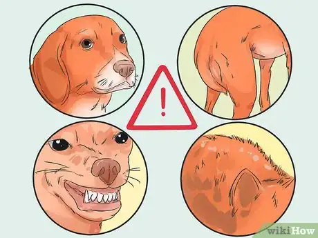 Image titled Introduce Your New Dog to Dogs in the Neighborhood Step 13