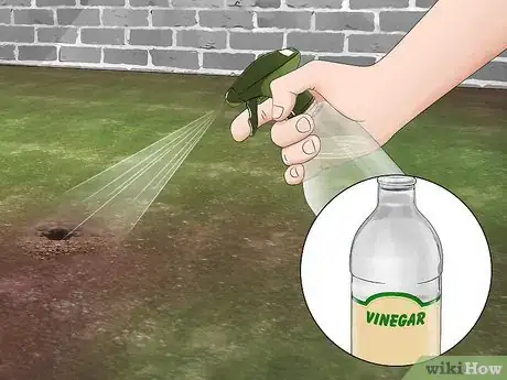 Image titled Get Rid of Bumble Bee Nests in the Ground Step 4