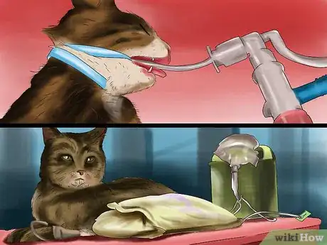Image titled Get Your Cat's Teeth Professionally Cleaned Step 2