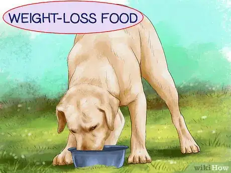 Image titled Treat Obesity in Labrador Retrievers Step 2