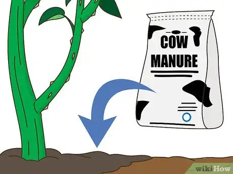 Image titled Maintain Roses Step 24