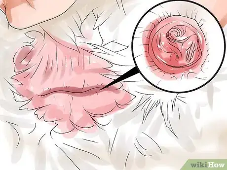 Image titled Tell the Difference Between Male and Female Ducks Step 9