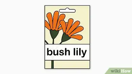 Image titled Plant Bush Lily Step 2