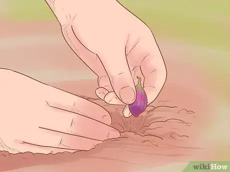 Image titled Grow Red Onions Step 9