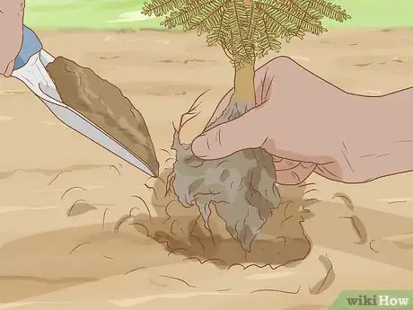 Image titled Plant a Mesquite Tree Step 10