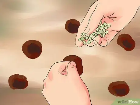 Image titled Grow Cleome Step 15