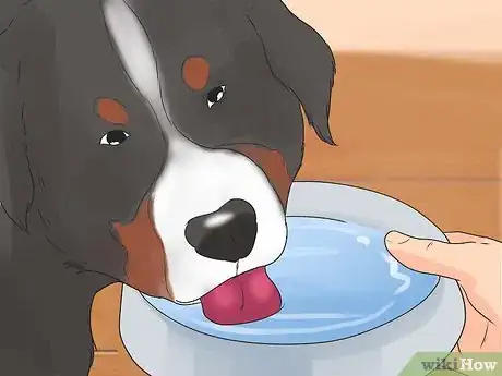 Image titled Care for Bernese Mountain Dogs Step 6