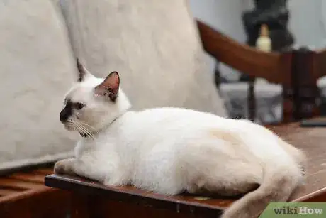 Image titled Take Care of Your Cat's Basic Needs Intro