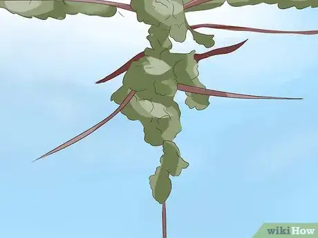 Image titled Prune Grape Vines Step 22