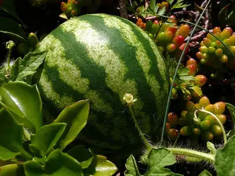 Image titled Nursery 5165