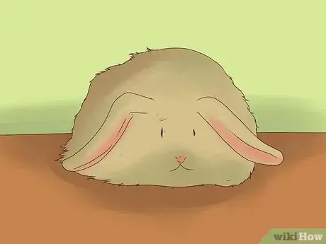 Image titled Groom an Angora Rabbit Step 3